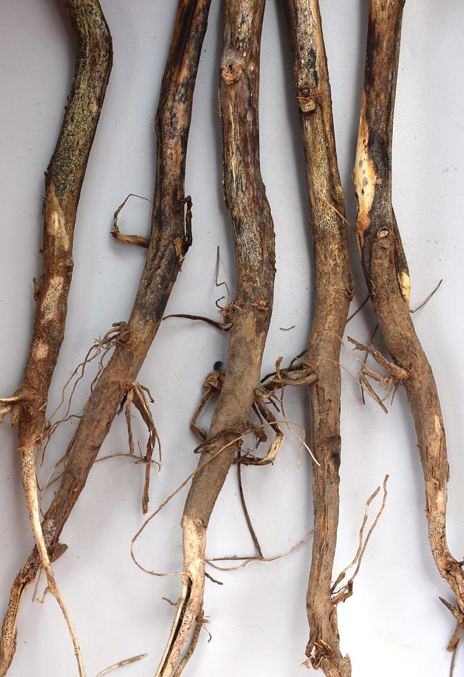 Mustapistetaudin oireita versojen tyvillä.