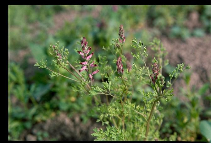 Peltoemäkki on vaalean sinipunertavakukkainen