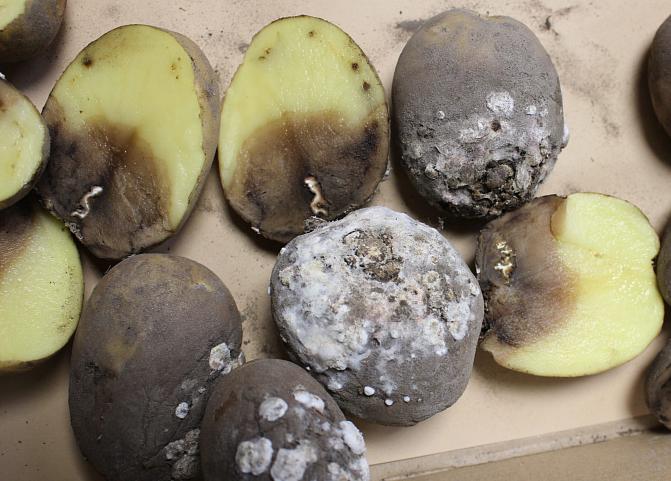 Fusarium-hometta mukulan pinnalla sekä vioituksia mallossa.