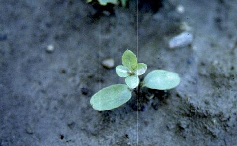 Peltomataran kasvulehti päättyy koukkukarvaan