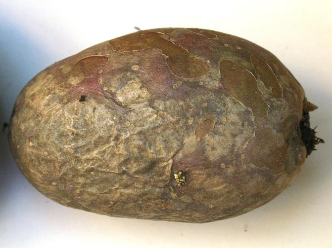 Erityisen selkeästi oireet näkyvät punakuorisissa perunalajikkeissa. Pahoin vioittuneet mukulat haihduttavat runsaasti vettä ja alkavat nahistua. 