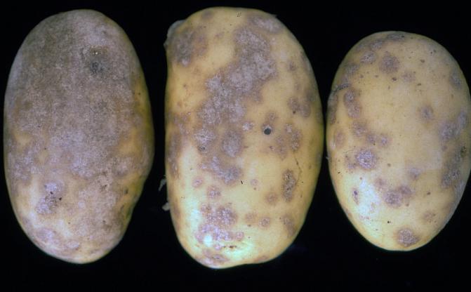 Laikkujen väri voi vaihdella vaaleista harmaanruskeista sävyistä miltei mustaan tautikannasta ja lajikkeesta riippuen. Suuri osa kuoren pinnasta voi vaurioitua laikkujen laajetessa ja yhdistyessä.