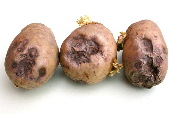 Känsärupilaikut ovat usein hieman sisään painuneen kehän ympäröimiä