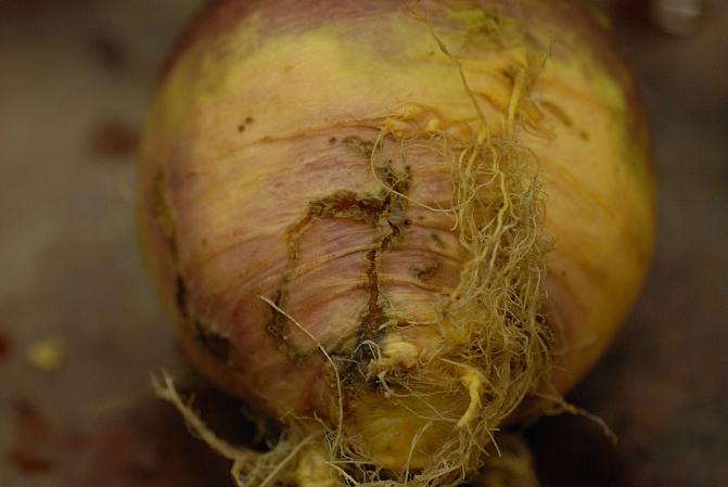 Kaalikärpästen toukkien vioituksia lantussa