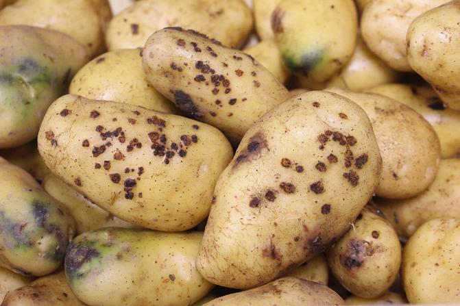 Kuorirokko ilmenee aluksi syylämäisinä turpoamina mukulan pinnassa