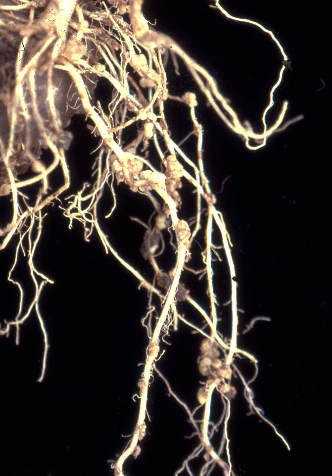 Perunan juuriin kuorirokko voi aiheuttaa äkämäkasvaimia.