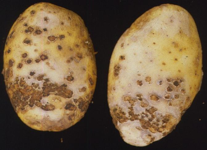 Myöhemmin kuorirokkolaikut puhkeavat, jolloin jäljelle jää kraaterimaisia, perunarupea muistuttavia laikkuja. Niiden sisällä saattaa näkyä taudinaiheuttajan kestoitiöitä.