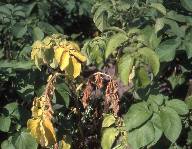 Vähitellen kasvin kaikki lehdet lakastuvat.