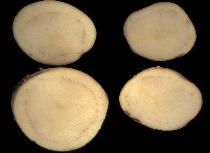 Lakaste voi aiheuttaa ruskeita kuolioita myös mukuloiden johtojännekehissä