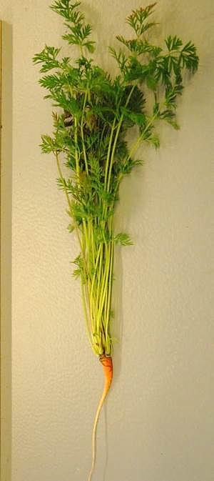 Peltoluteen vioitus porkkanalla ilmenee moninaattisuutena 