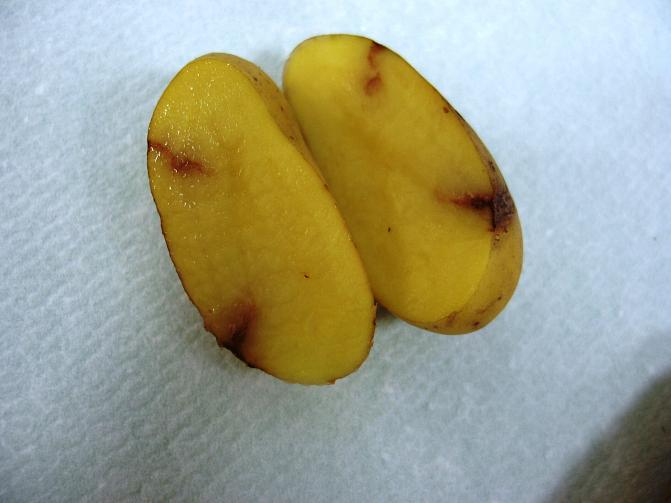 Maltokaariviroosin oireita perunan mallossa.