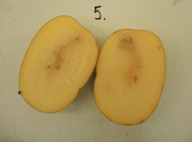 Epätyypillisiä maltokaariviruksen aiheuttamia oireita perunan mallossa.