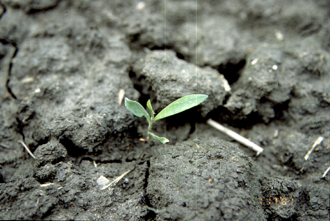 Pihatattaren sirkkataimi