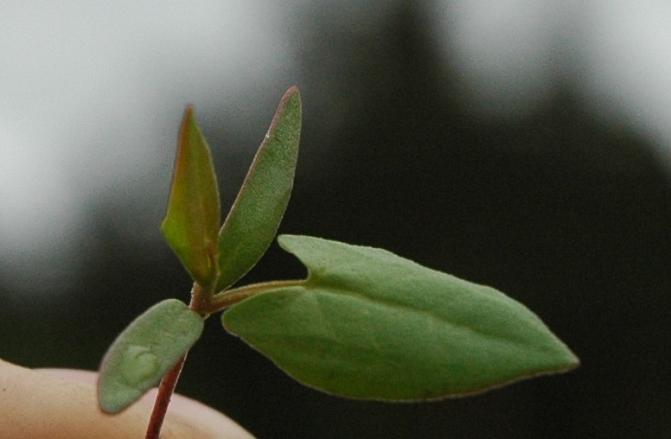 Kiertotattaren ensimmäinen lehden tyvi on nuolimainen