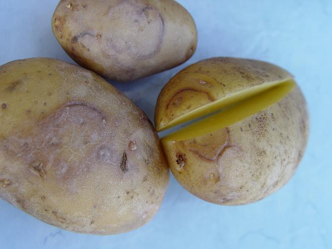 Perunan Y-viruksen aiheuttamia mukulaoireita.