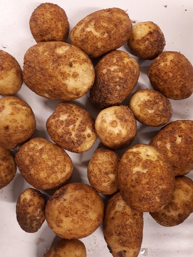 Perunaruven pahasti vioittamaa satoa