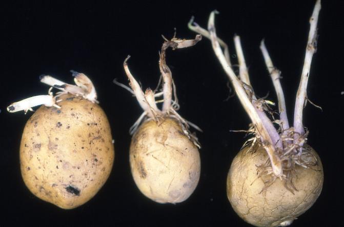 Perunaseitin aiheuttaja voi vaurioittaa itujen kärkiä ja kehittyviä versoja ennen kuin ne ehtivät taimettua.