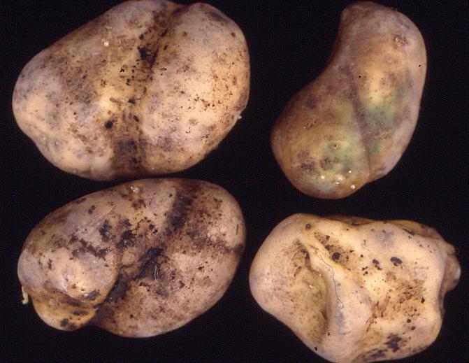 Perunaseitti aiheuttaa mukuloihin epämuotoisuutta ja rosopintaisia vakoja.