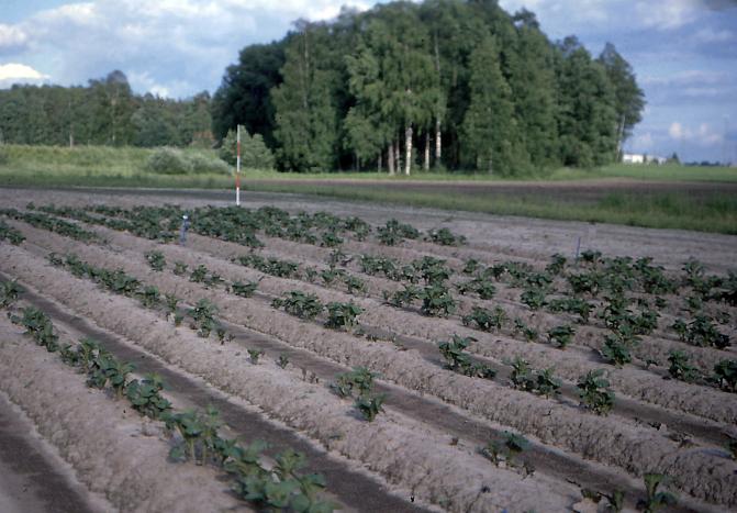 Siemenperäinen perunaseitti voi aiheuttaa epätasaisen taimettumisen.