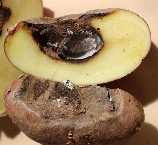 Halkaistu kuoppalahon vioittama peruna