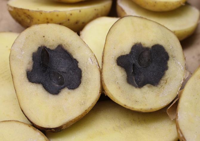 Vioittunut solukko on muuttunut lähes mustaksi. 