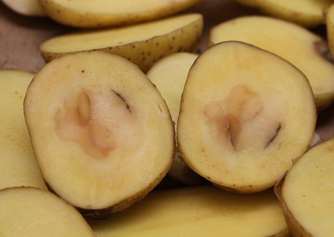 Taudin vioittama alue voi olla myös syvemmällä mallossa. Kuoren lähellä on tervettä solukkoa.