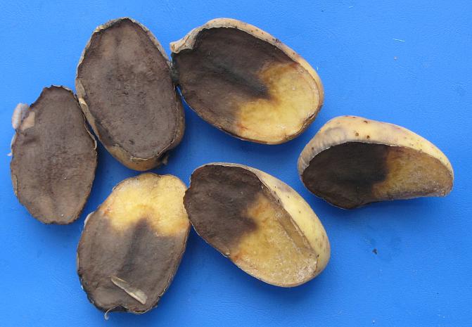 Halkaistussa perunassa vioittunut solukko tummuu nopeasti.