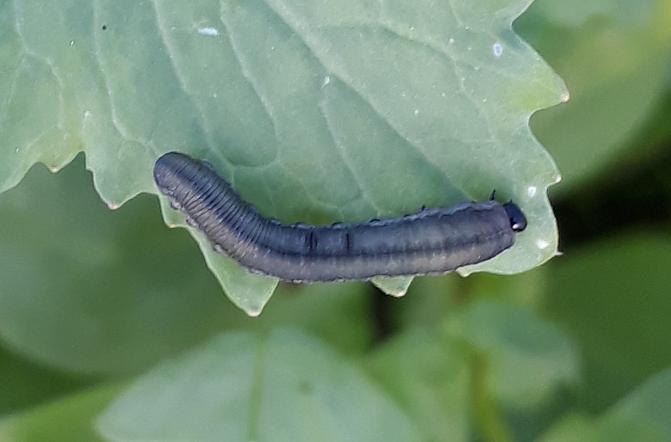 Rapsipistiäisen toukka