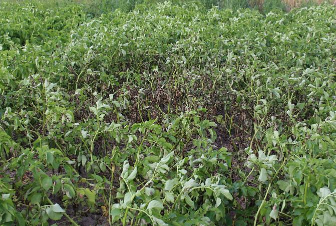 Perunaruttopesäke kasvustossa