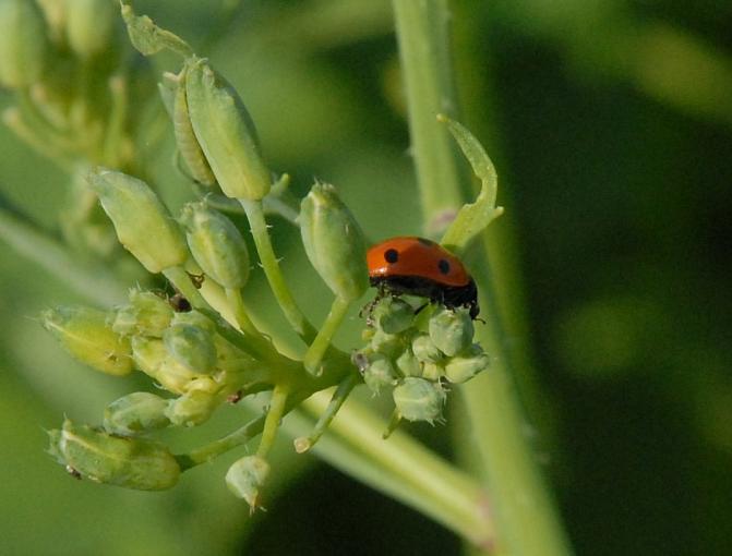 Seitsenpistepirkko öljyretikalla