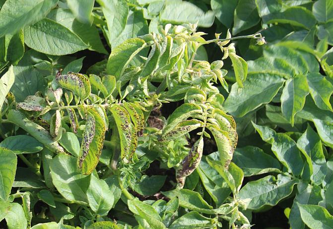 Vioitukset versojen alaosissa estävät yhteyttämistuotteiden normaalin kulkeutumisen. Lehtiin kertyy ylimääräistä tärkkelystä, joka saa lehdet käpristymään ja kellastumaan.