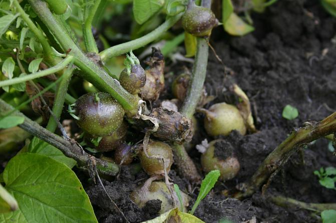 Loppukesällä lehtihankoihin tai versojen tyville voi kehittyä vihreitä ilmamukuloita, koska kasvin yhteyttämä tärkkelys ei pääse kulkeutumaan mukuloihin