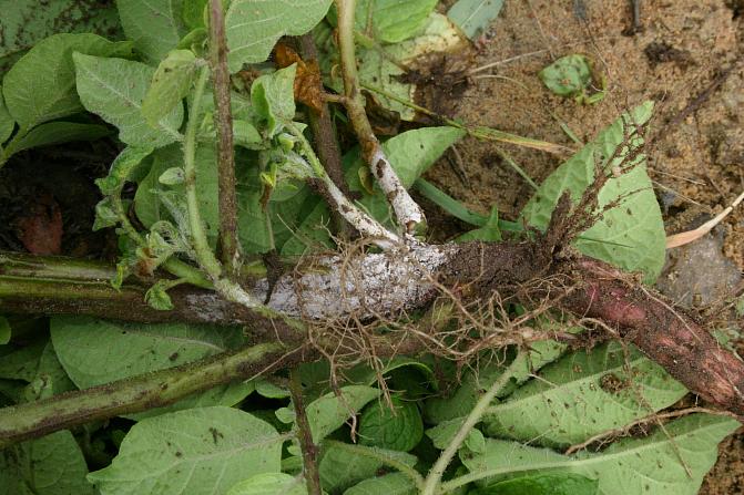 Keskikesällä varsien tyvillä voi kasvaa harmaata sienirihmastoa