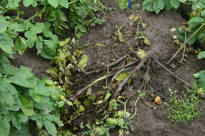 Tyypillinen tyvimädän oire, jossa kasvin tyvi muuttuu kiiltävän mustaksi. Oireisiin liittyy usein myös paha haju.