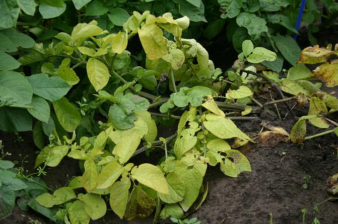 Tyvimädän oireet saattavat näkyä kasvustossa myös kasvien lakastumis- ja kellastumisoireina