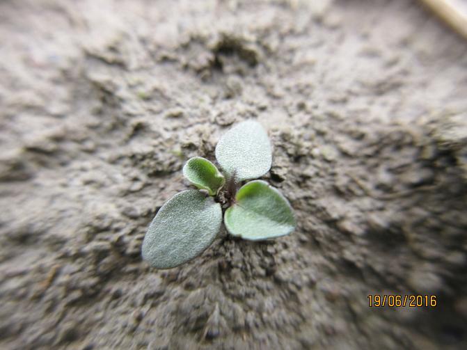 Pelto-orvokin sirkkalehdet ovat muodoltaan pitkänpyöreitä