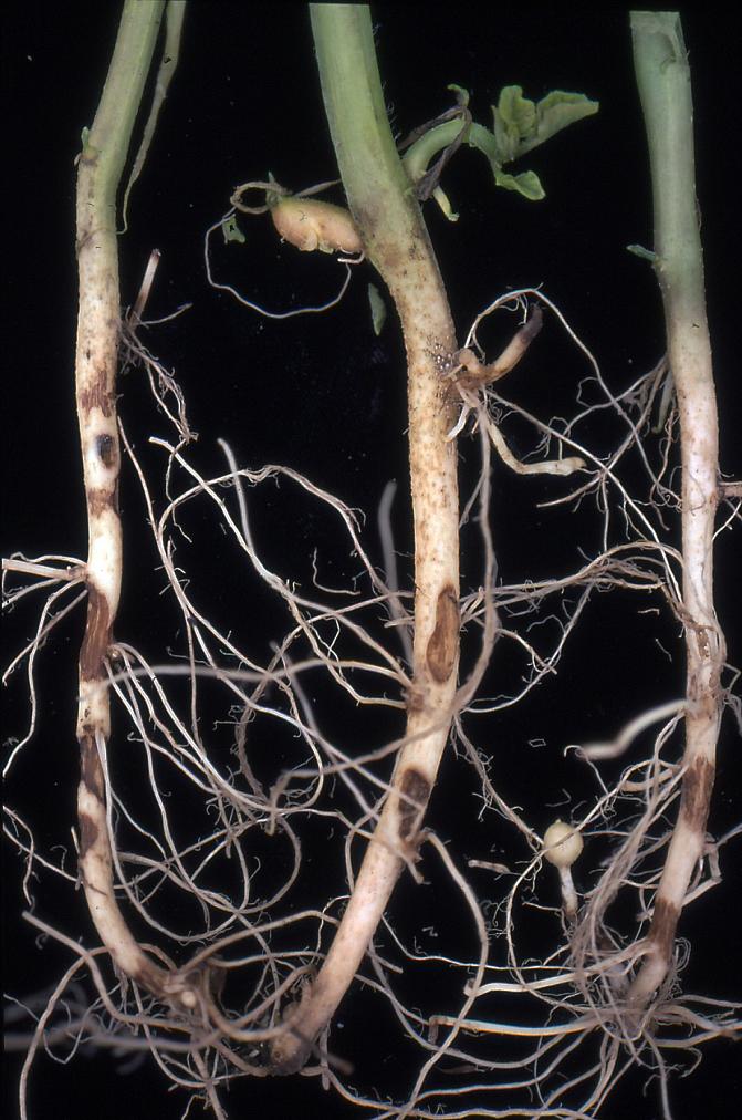 Versojen maanalaisiin osiin ja tyville muodostuu kuolioita, versolaikkuja, jotka haittaavat versojen kasvua ja kehitystä.