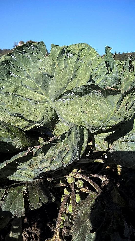 Kaalijauhiaisia ja kaalijauhiaisen vioitusta ruusukaalilla 