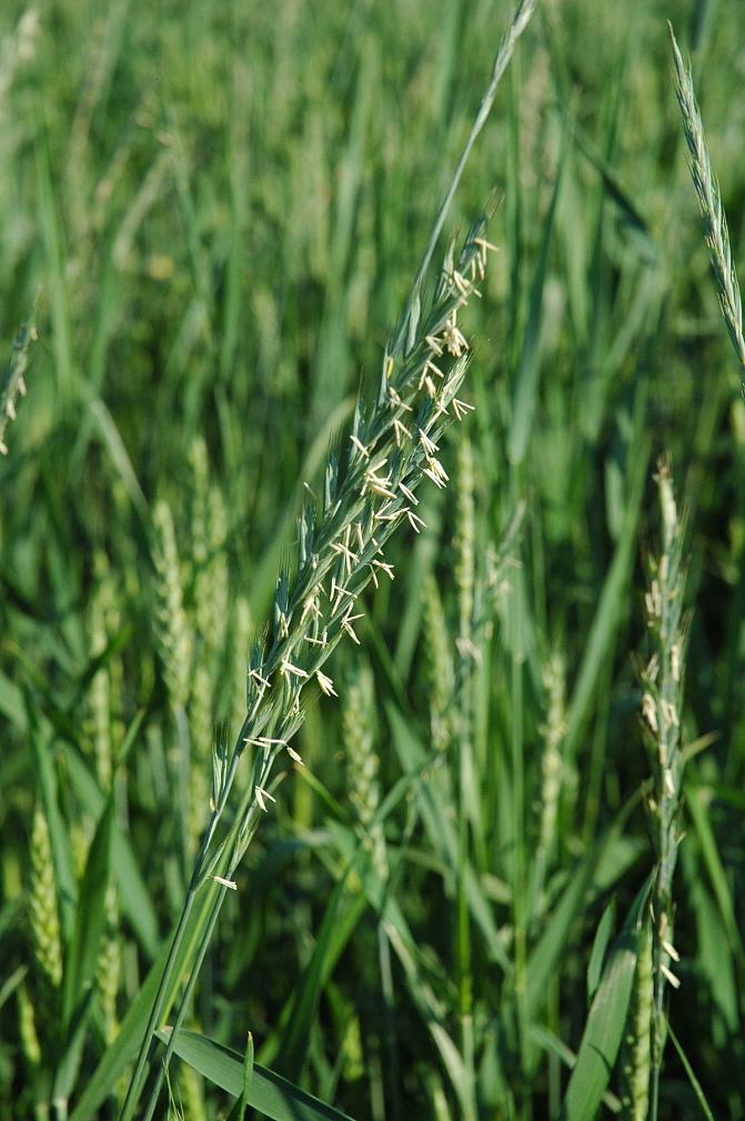 Juolavehnä kasvattaa myös siemeniä