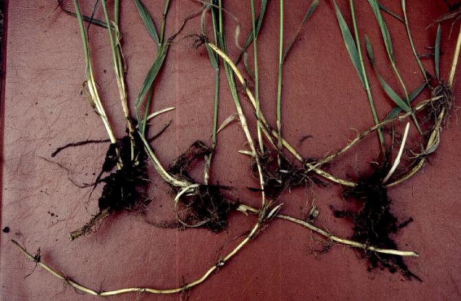 Juolavehnän kompensaatiopisteessä juolavehnän uudet juurakon osat aloittavat kasvun