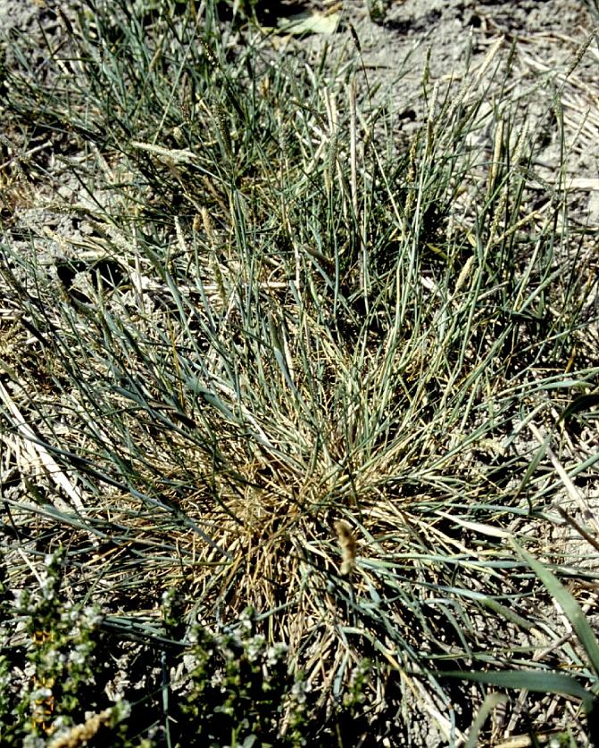 Polvipuntarpää on mätästävä heinä