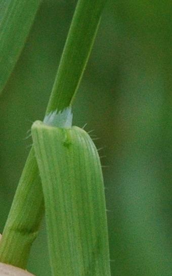 Hukkakauran lehtien tyvillä on karvoja