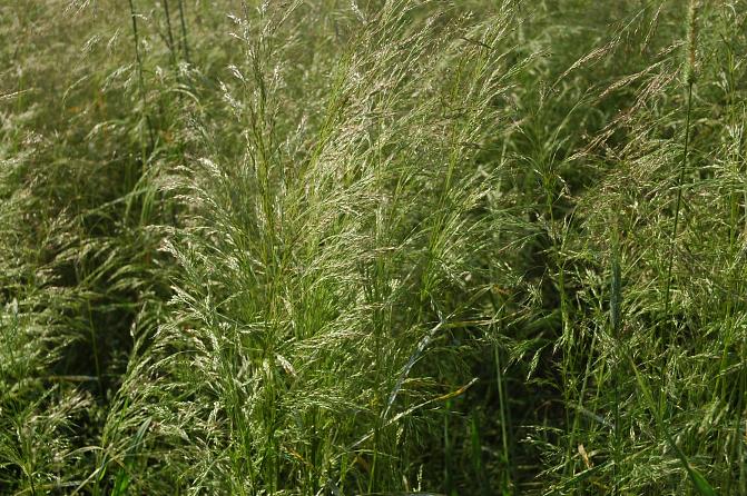 Luoho valtaa kasvuston 