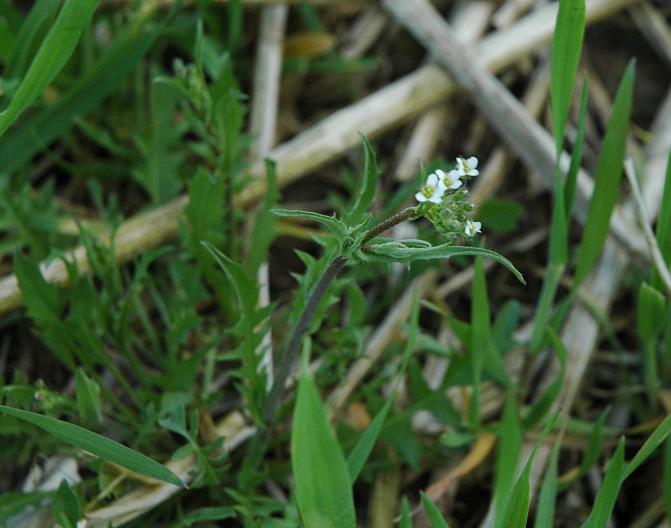 Lutukka on ristikukkainen ja möhöjuuren väli-isäntä 
