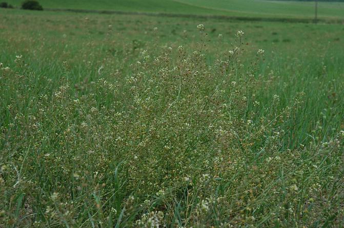 Yksi lutukka voi tuottaa 5000 siementä