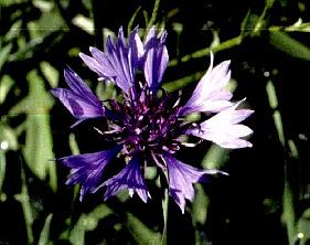 Ruiskaunokin kukka on sinivioletti