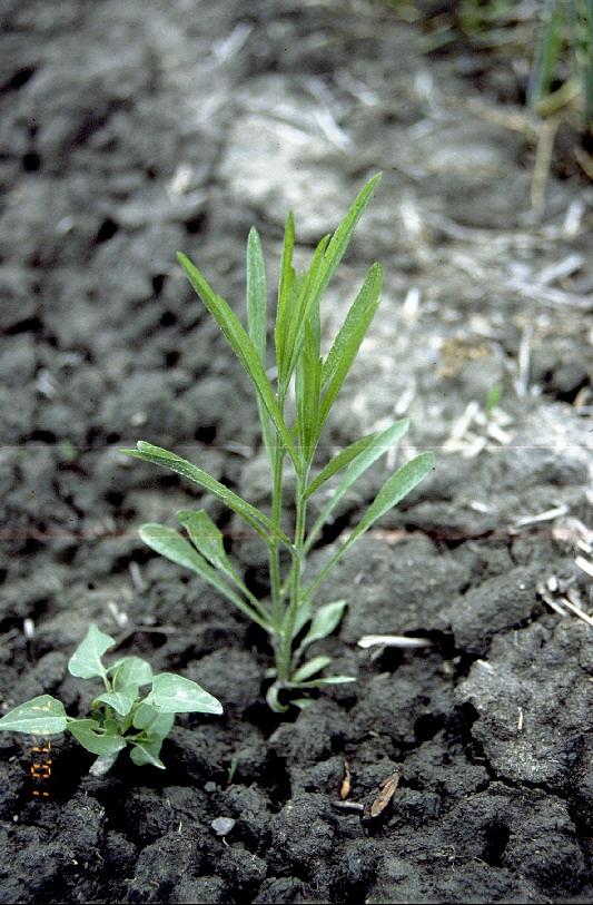 Ruiskaunokin sirkkalehti on pitkänpyöreähkö ja sen päässä on lovi