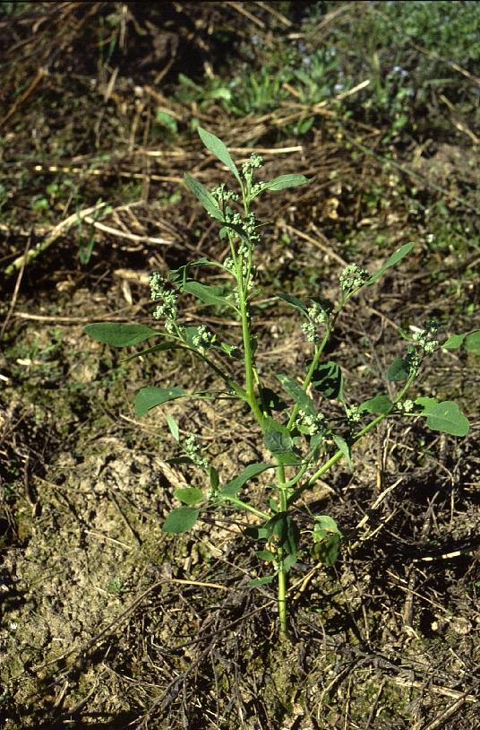 Pienikin jauhosavikka kasvattaa paljon siemeniä