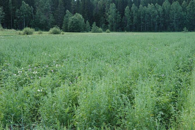 Jauhosavikka on voimakas kilpailija, pellolla pitäisi kasvaa perunaa