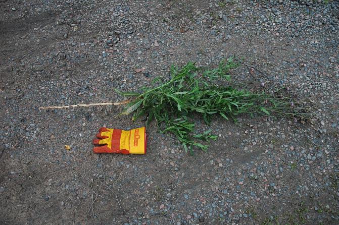 Pelto-ohdake mittasuhde